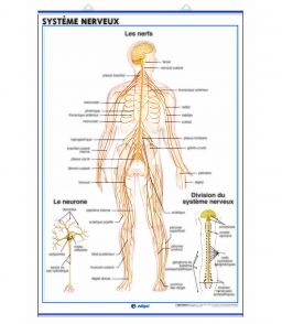 PLANCHE MURALE SYSTEME NERVEUX 70X100CM 