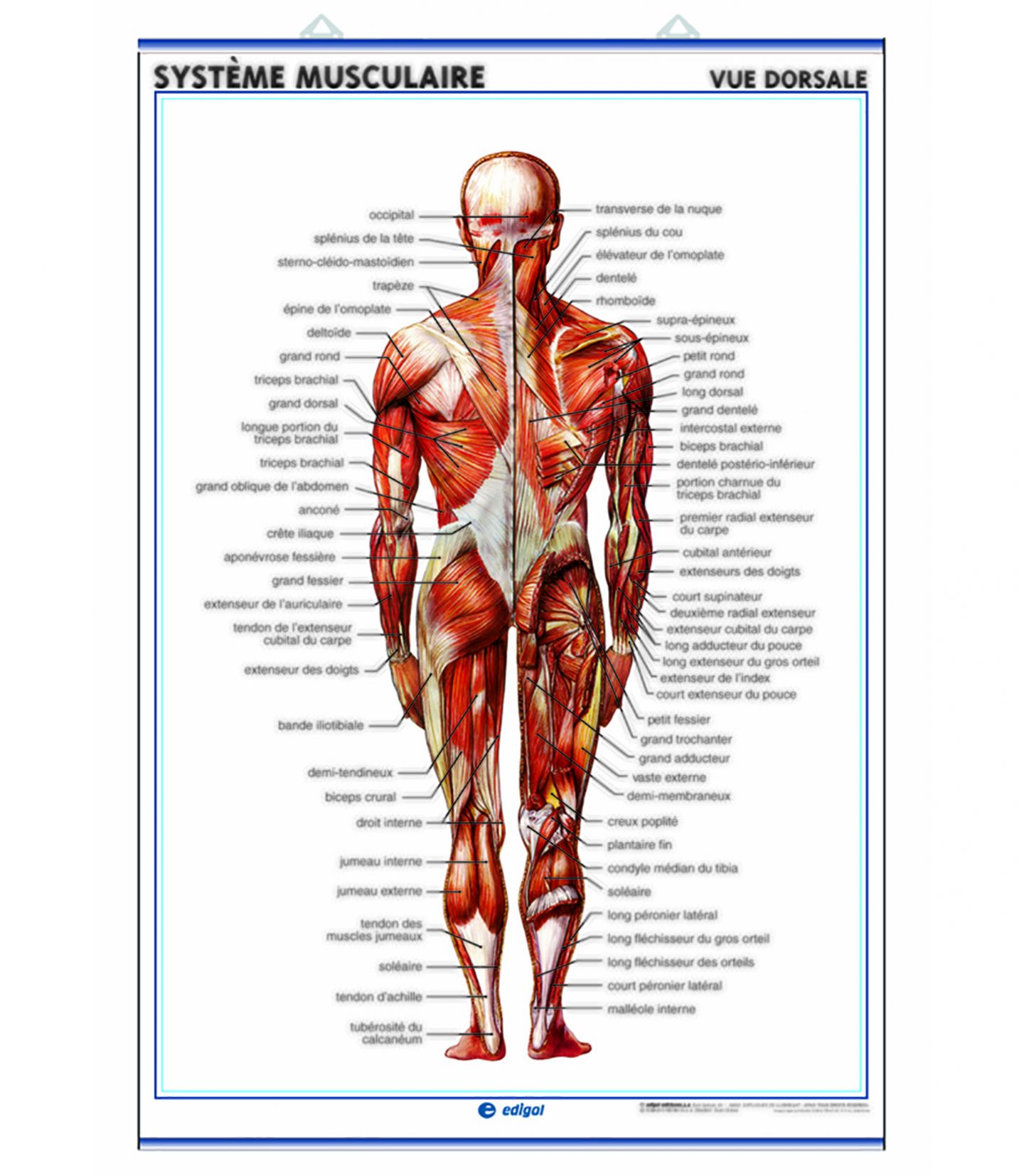 Sch ma Des Muscles Humains Musculature Humaine Anatomie Et Sch ma Des Muscles Humains Musculature Humaine Anatomie Et