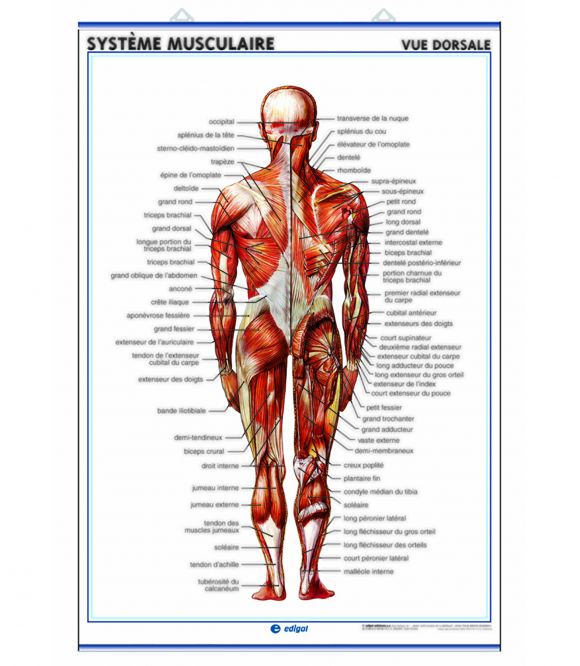 PLANCHE MURALE SYSTEME MUSCULAIRE 70X100CM 