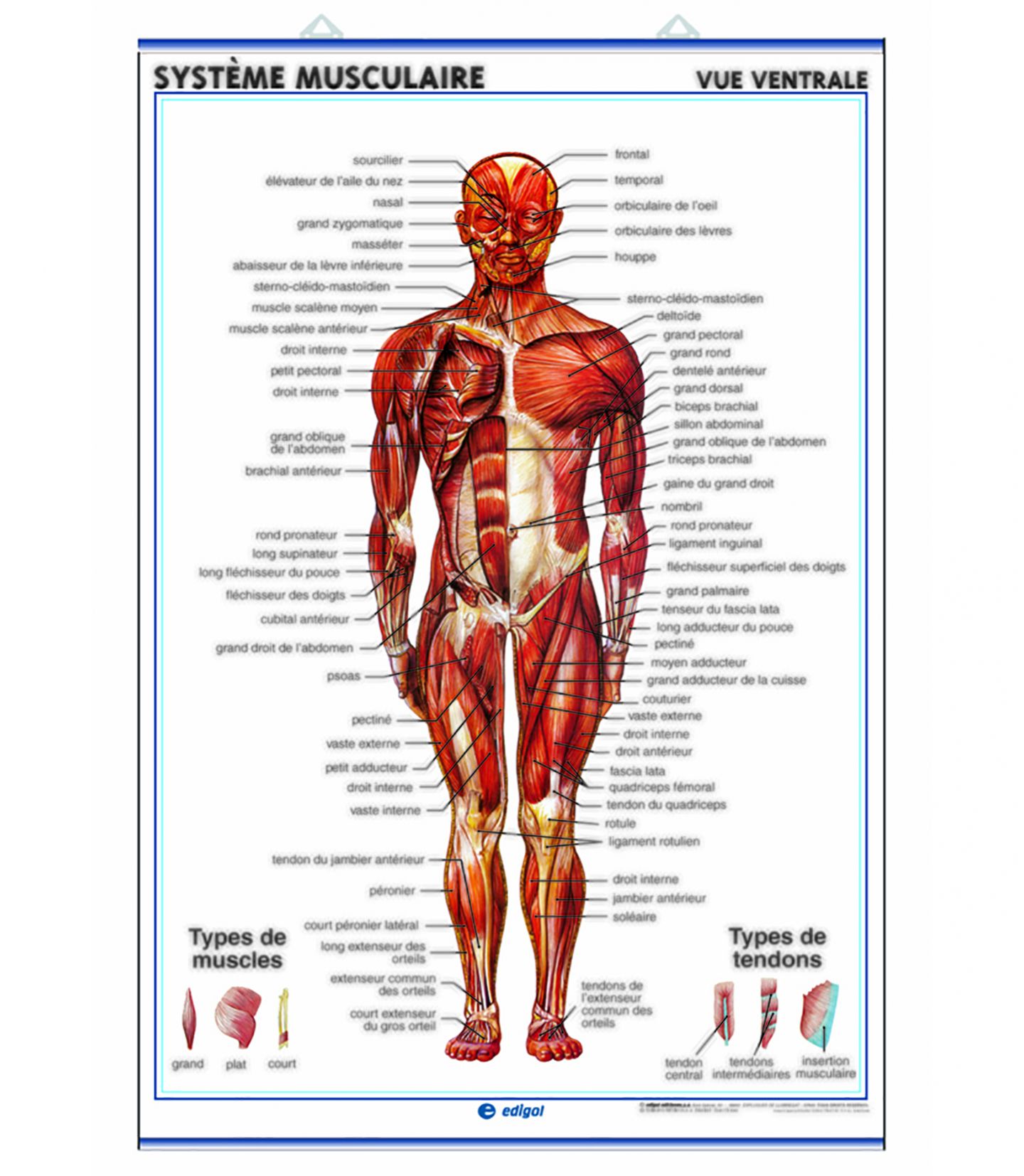 Apprendre Les Muscles Comment Devenir Muscler Rapidement CREM Apprendre Les Muscles Comment Devenir Muscler Rapidement CREM