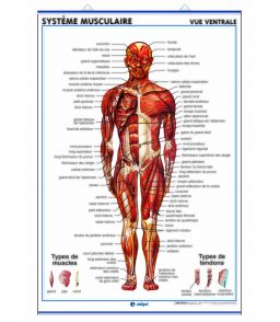 PLANCHE MURALE SYSTEME MUSCULAIRE 70X100CM 