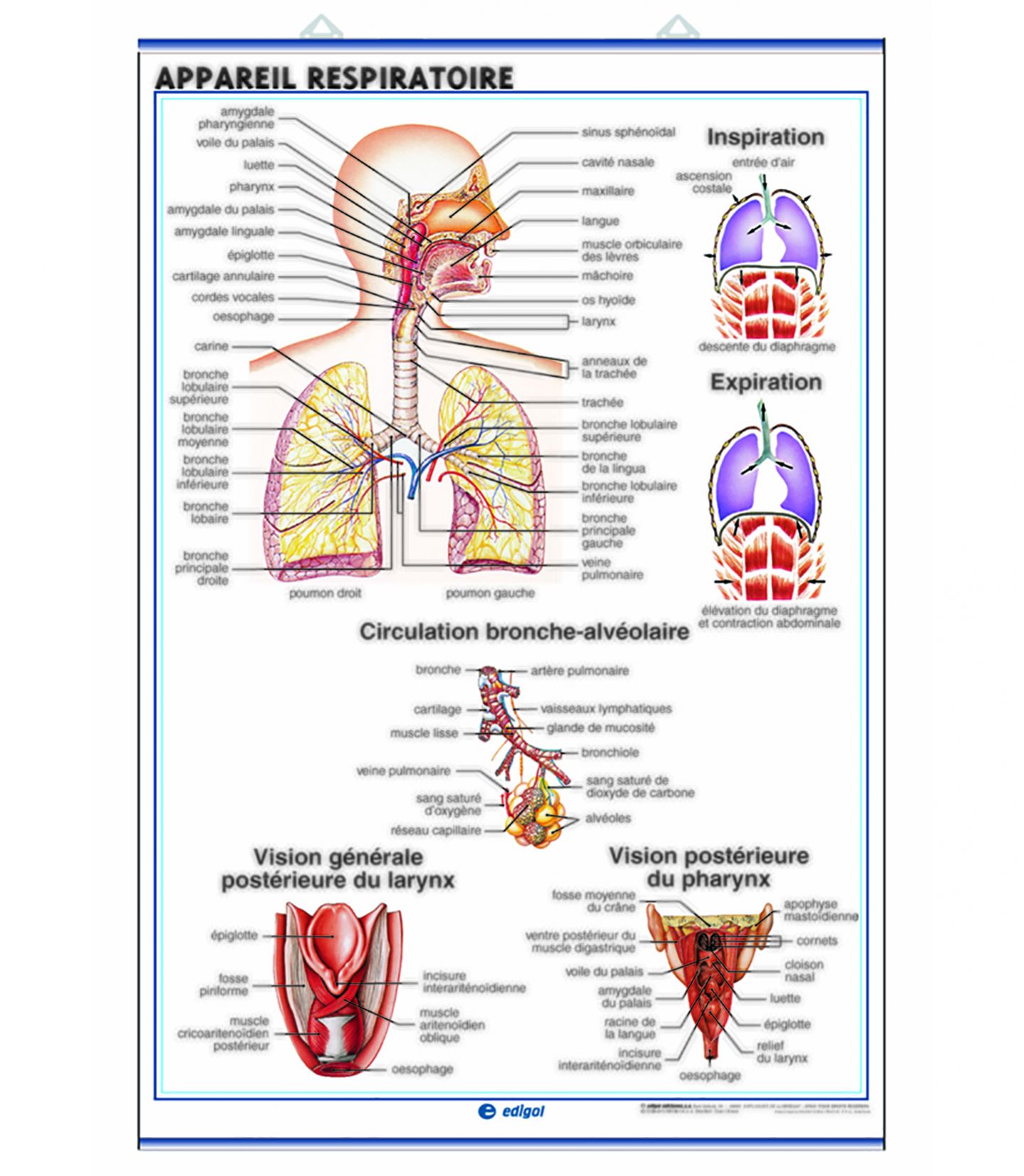 Planche anatomique Appareil Respiratoire. Ludiques et pédagogiques