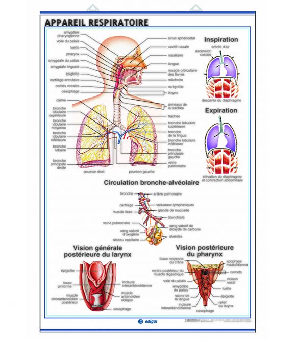 PLANCHE MURALE DES APPAREILS CIRCULATOIRE ET RESPIRATOIRE HUMAIN - 70X100CM