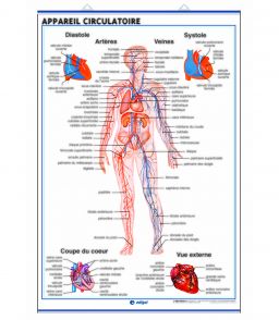 PLANCHE MURALE DES APPAREILS CIRCULATOIRE ET RESPIRATOIRE HUMAIN - 70X100CM