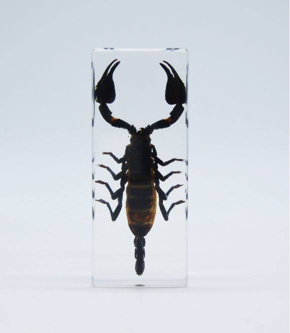 INCLUSION SCORPION 45X30x110MM