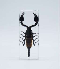 INCLUSION SCORPION 45X30x110MM