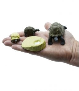 FIGURINES CYCLE DE VIE DE LA TORTUE DE TERRE