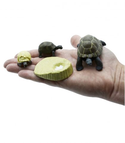 FIGURINES CYCLE DE VIE DE LA TORTUE DE TERRE