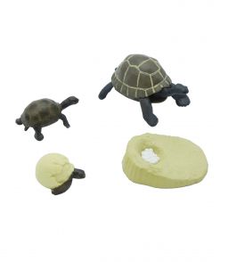 FIGURINES CYCLE DE VIE DE LA TORTUE DE TERRE