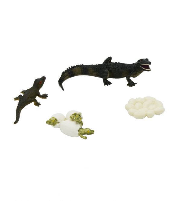 FIGURINES CYCLE DE VIE DU CROCODILE