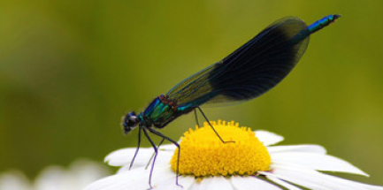 Nature & petites bêtes